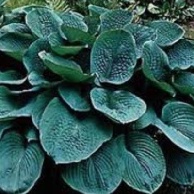 Hosta Big Daddy