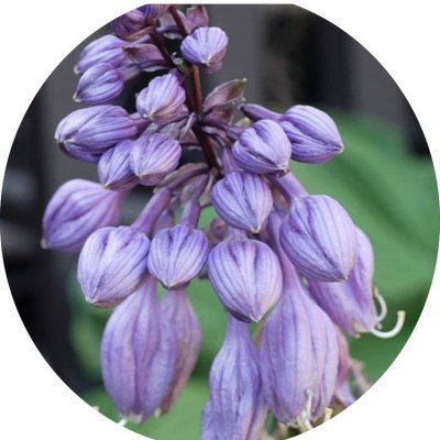 Hosta Goosberry Sundae