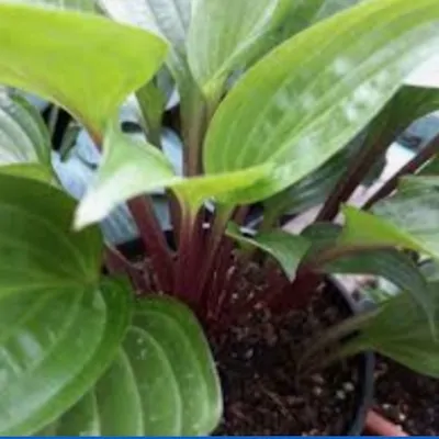 Hosta Goosberry Sundae