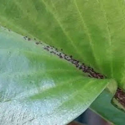 Hosta Goosberry Sundae