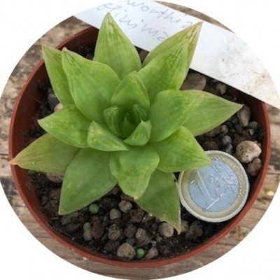 Haworthia minima...