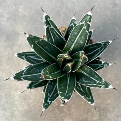 Agave victoria reginae