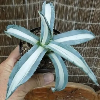 Agave americana 'Mediopicta Alba' 