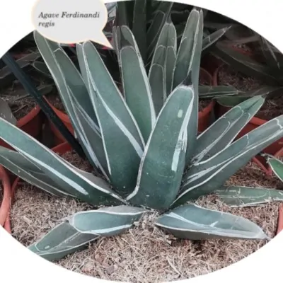 Agave 