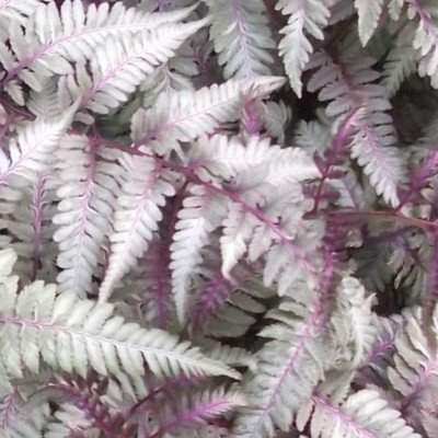 Athyrium Niponicum...