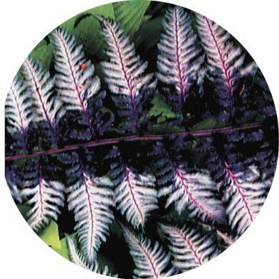 Athyrium Niponicum...