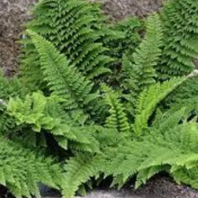 Polystichum Setiferum...