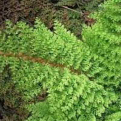 Athyrium Niponicum 'Red...