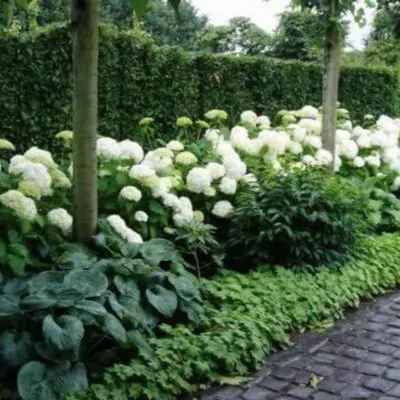 Hydrangea Arborescens Annabelle