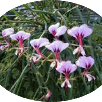 Pelargonium  Flavum