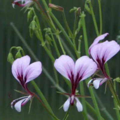 Pelargonium  Tetragonum...