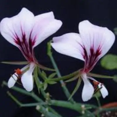 Pelargonium  Flavum