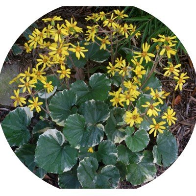 Farfugium Japonicum Argenteum