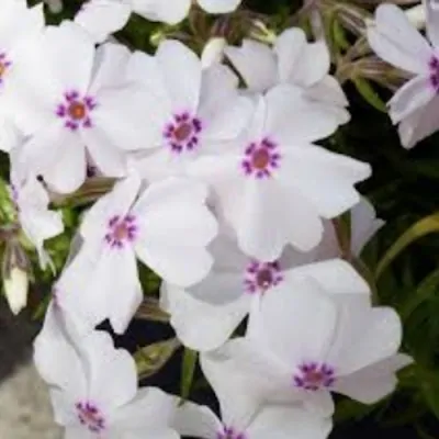 Phlox Subulata Snowflake