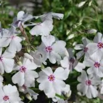 Phlox Subulata Snowflake