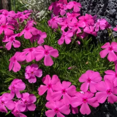 Phlox subulata 'Purple...