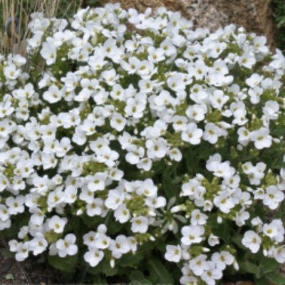 Arabis caucasica 13