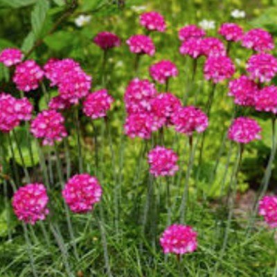 copy of Armeria Marittima...