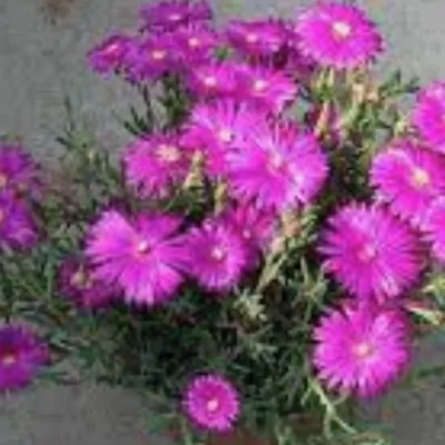 Mesembryanthemum spp.  vaso 13