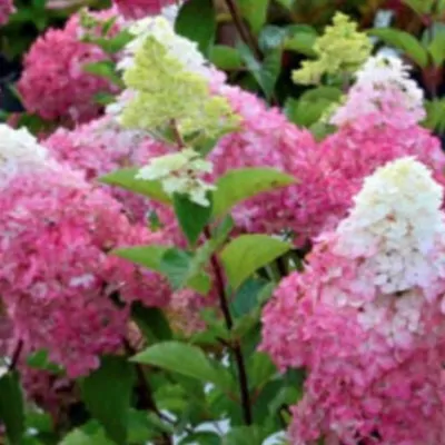 HYDRANGEA PANICULATA...