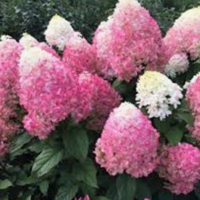 hydrangea paniculata...