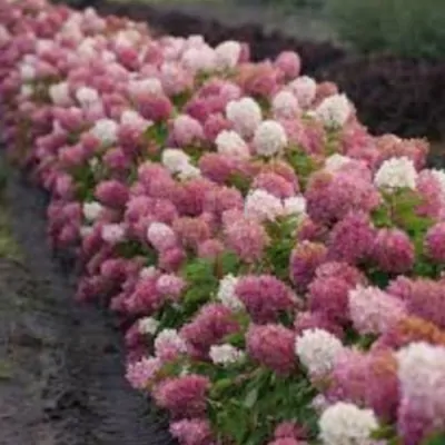 hydrangea paniculata...