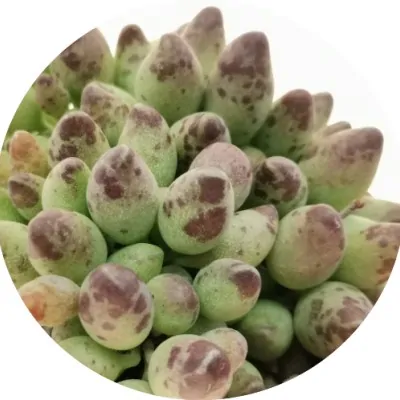 Adromischus Clavifolius