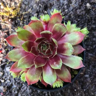 Sempervivum Fuego vaso 9/10