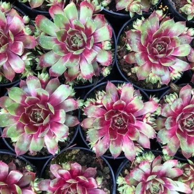 Sempervivum Fuego vaso 9/10