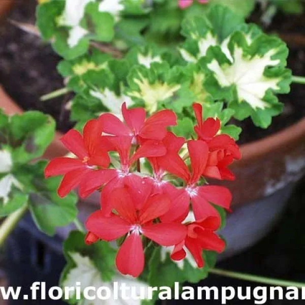 Pelargonium Happy Thought...