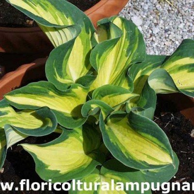 Hosta Great Expectation