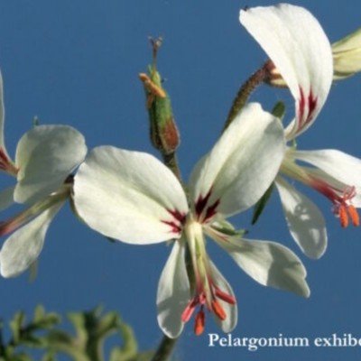Pelargonium Exihbens