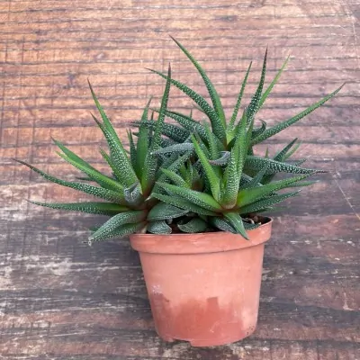 Haworthia radula