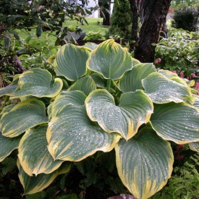 Hosta Fluctuans Sagae