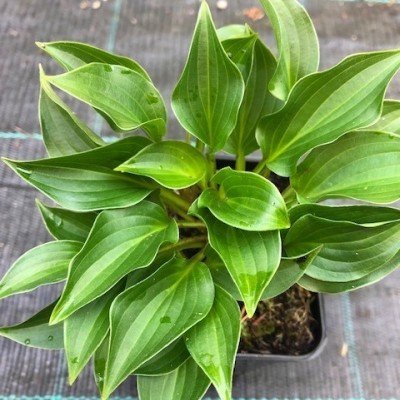 Hosta plug Nickel in vaso