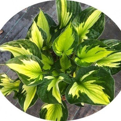 Hosta Morning Light (piante in vaso)