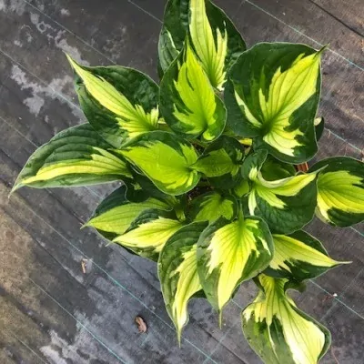 Hosta Morning Light (piante in vaso)