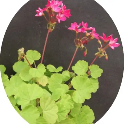 Pelargonium Kusamono 22