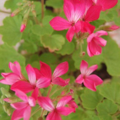 Pelargonium Kusamono 22