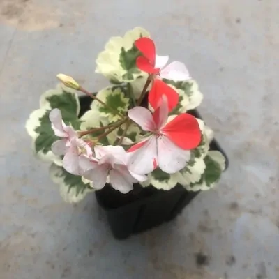 Pelargonium Kusamono 23