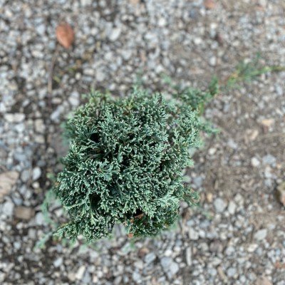 Juniperus horizontalis monber cm. 35/40