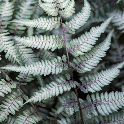 Athyrium Niponicum...