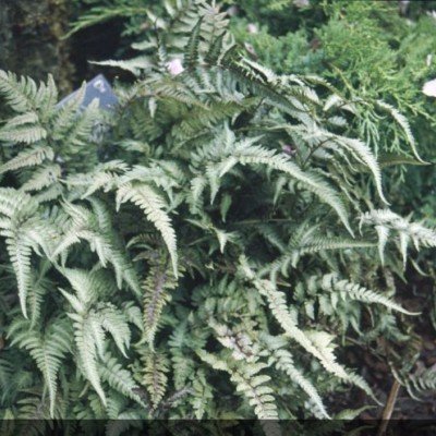 Athyrium Niponicum...