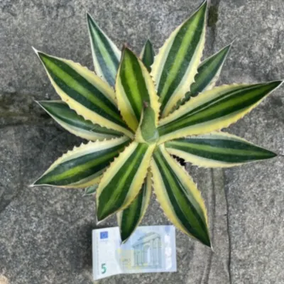 agave lophanta quadricolor