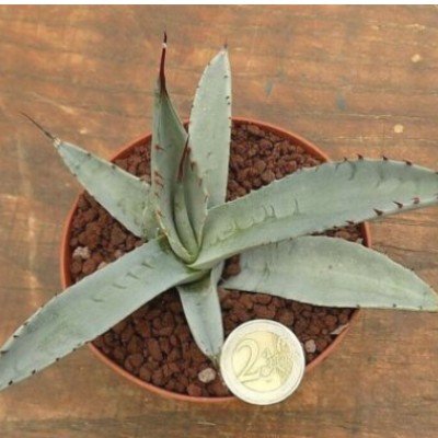 Agave Scabra - La Zarca...