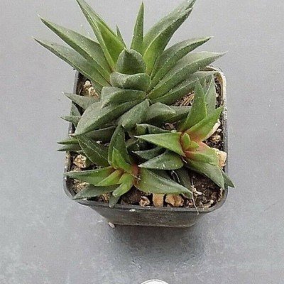 Haworthia Viscosa Starkiana