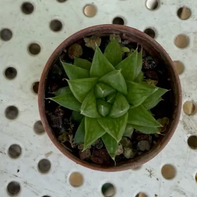 copy of Haworthia...