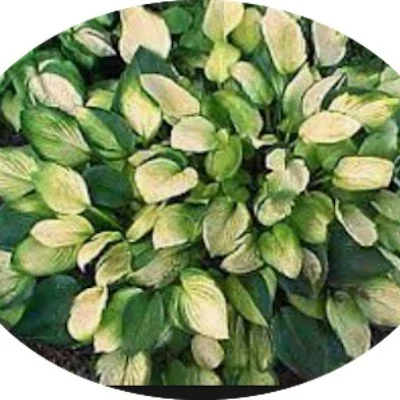 Hosta Janet