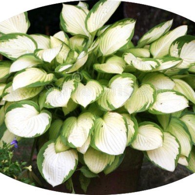 Hosta Janet