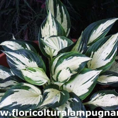 Hosta Revolution ®